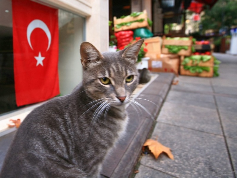 Почему в Турции много кошек