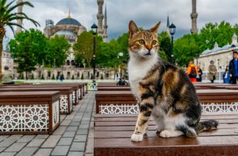 Почему в Турции много кошек
